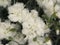 Dianthus plumarius Itsaul White  flowers