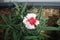 Dianthus plumarius \\\'Parfait Mix\\\' with white-red flower in May. Berlin, Germany