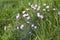 Dianthus praecox, fringed pink in bloom in slovakia nmountains