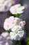 Dianthus Telstar