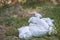 Diapers waste, dirty diapers in nature. Disposing of used baby nappies. Environmental Impact of Disposable Diapers. Pollution of