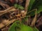 Diapheromeridae is a family of stick insects (order Phasmatodea).