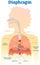 Diaphragm anatomical vector illustration diagram, educational medical scheme .