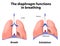 The diaphragm functions in breathing