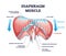 Diaphragm muscle with exhalation and inhalation movement outline diagram