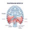 Diaphragm muscle structure with transparent ribcage bones outline diagram
