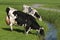 Diary cows drinking from a ditch, Netherlands