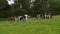 Diary Cows Feeding | Farm Grazing Field, UK