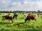 Diary cows grazing on green pasture in polder near Langweer, Friesland, Netherlands