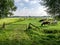 Diary cows grazing on green pasture in polder near Langweer, Friesland, Netherlands