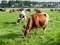 Diary cows grazing on green pasture in polder near Langweer, Friesland, Netherlands