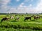 Diary cows grazing on green pasture in polder near Langweer, Friesland, Netherlands