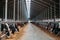 Diary cows in modern free livestock stall