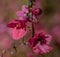 Diascia barberae,  herbaceous annual and perennial flowering plants of the family Scrophulariaceae