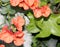 Diascia elegans `Divara Orange`