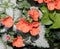 Diascia elegans `Divara Orange`