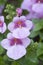 Diascia flower in the garden