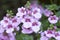 Diascia flower in the garden