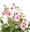 Diascia flower in studio