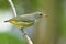 Dicaeum trigonostigma, feale of Orange-bellied flowerpecker pale yellow to green back and head  bird perching on tree branch