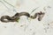 Dice snake eating sea gudgeon
