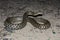 Dice snake (Natrix tassellata)