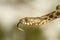 Dice snake, Natrix tessellata shows the tongue