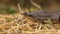 Dice snake in summer. Water Snake sticks out its tongue. Reptile, reptiles, Wild