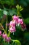 Dicentra, also known as Bleeding Hearts, perfect little pink and white flowers in the shape of a heart, photographed at RHS Wisley