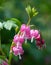 Dicentra, also known as Bleeding Hearts, perfect little pink and white flowers in the shape of a heart, photographed at RHS Wisley