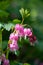 Dicentra, also known as Bleeding Hearts, perfect little pink and white flowers in the shape of a heart, photographed at RHS Wisley