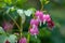 Dicentra, also known as Bleeding Hearts, perfect little pink and white flowers in the shape of a heart, photographed at RHS Wisley