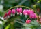 Dicentra, also known as Bleeding Hearts, perfect little pink and white flowers in the shape of a heart, photographed at RHS Wisley