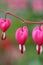 Dicentra Bleeding Heart