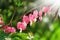 Dicentra - Bleeding Heart Flowers in sunny day. Spsce for text. Love Valentine day concept. Spring Background