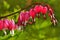 Dicentra Bleeding Heart macro flowers