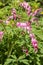 Dicentra Bleeding Heart spring bloom garden decorative flowers. Long bunches of pink flowers heart. Beautiful flowers of unusual