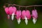 Dicentra, or Bleeding Hearts, little pink and white flowers in the shape of a heart, also known as \\\'lady in the bath\\\'