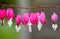 Dicentra, or Bleeding Hearts, little pink and white flowers in the shape of a heart, also known as \\\'lady in the bath\\\'