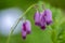 Dicentra eximia beautiful springtime flowers in bloom, ornamental pink purple flowering plant