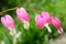 Dicentra flower