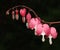 Dicentra flower