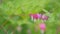 Dicentra formosa, flowering of the plant dicentra formosa on a blurred background. Slow motion.