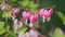 Dicentra formosa on spring day. Pacific or wild bleeding heart. Spring background. Slow motion.