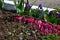 Dicentra gorgeous or flower bleeding hearts