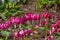 Dicentra gorgeous or flower bleeding hearts