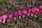 Dicentra gorgeous or flower bleeding hearts