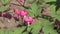 Dicentra gorgeous or flower bleeding hearts