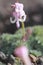 Dicentra peregrina