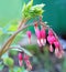 Dicentra spectabilis